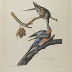 Passenger Pigeon