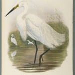 Herodias Garzetta - Little Egret