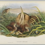 Botaurus Stellaris - Bittern