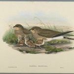 Glareola Pratincola - Common Pratincole
