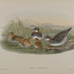 Lobipes Hyperboreus - Red-Necked Phalarope