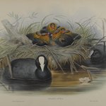 Fulica Atra