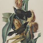 Purple Grackle