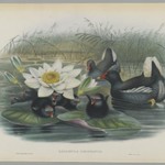 Gallinula Choropus