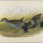 Rallus Aquaticus - Water Rail