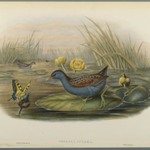 Porzana Pygmaea (Baillons Crake)