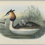 Podiceps Cristatus