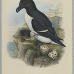 Alca Torda: Razorbill