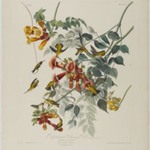 Ruby Throated Humming Bird