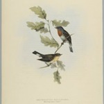 Muscicapa Parva - Red-Breasted Fly Catcher