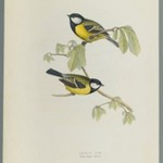 Parus Major: Great Tit