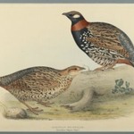 Francolinus Vulgaris (Briss): European Francolin