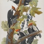 Pileated Woodpecker