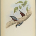 Stila Castaneoventris, Chestnut-Bellied Nuthatch