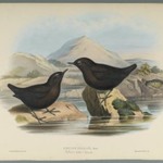 Cinclus Pallasi: Pallas Water Ouzel