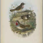 Calliope Camschatkensis