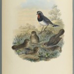 Calliope Pectoralis
