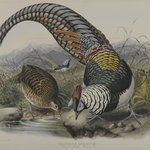 Thaumalea Amherstiae: Lady Amherts Pheasant