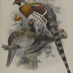 Calophasis Ellioti