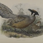 Pucrasia Darwini
