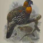 Ceriornis Melanocephala