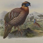 Ceriornis Temminkii: Temmincks Trazapan