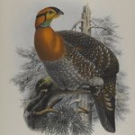 Ceriornis Blythii: Blyths Trazapan