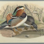 Aix Galericulata: Duck