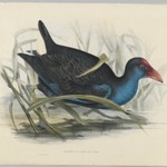 Porphyrio Bellus