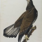 White - Headed Eagle