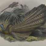 Argus Giganteus: Great Argus Pheasant