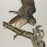 Barred Owl