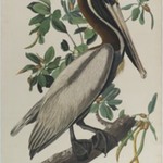Brown Pelican