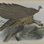 Argusianus Grayii