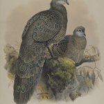 Polyplectron Tibetanum