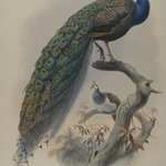 Pavo Cristafus- Common Pea Fowl