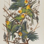 Carolina Parrot