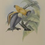 Aphantochroa Cirrhochloris: Sombre Humming Bird