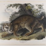 Common American Wildcat