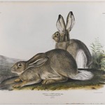 Townsends Rocky Mountain Hare