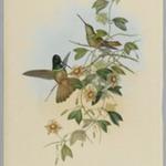 Helianthea Violifera: Violet Throated Star Frontlet