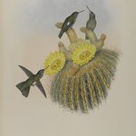 Phaeoptila Sordida: Dusky