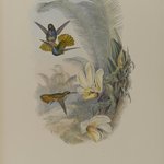 Chrysuronia Eliciae: Elicias Golden Tail