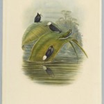 Microchera Parvirostris: Purple Snowcap