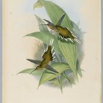 Phaethornis Pretrei