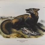 American Cross Fox