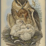 Bubo Maximus: Owl