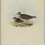 Alanda Aruensis: Sky Lark