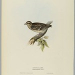 Alunda Arborea: Wood Lark