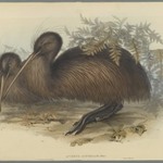 Apteryx Australis
